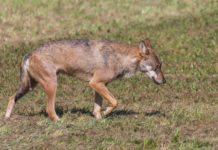 Coesistenza uomo-lupo e ibridazione, la Liguria stanzia 1 milione di euro coesistenza uomo-lupo e ibridazione, la Liguria stanza 1 milione di euro