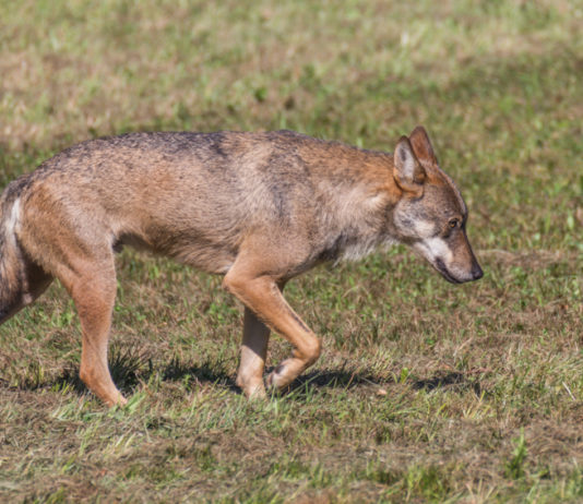 Coesistenza uomo-lupo e ibridazione, la Liguria stanzia 1 milione di euro coesistenza uomo-lupo e ibridazione, la Liguria stanza 1 milione di euro