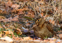 Conferenza regionale della caccia toscana, ci siamo conferenza regionale della caccia toscana: beccaccia tra le foglie del bosco