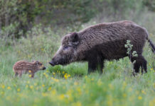 Documentari sulla fauna: ecco il programma dei lunedì di Sky documentari sulla fauna selvatica serata doc