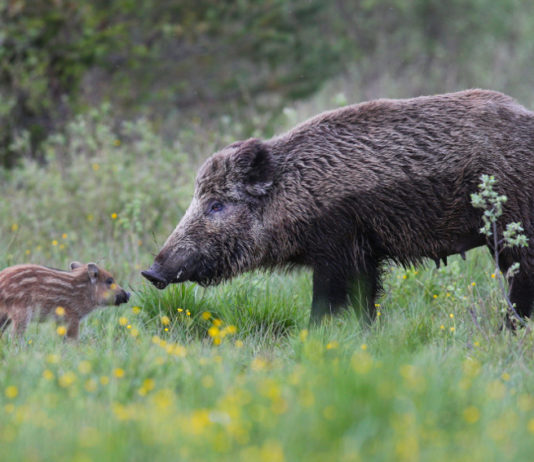 Documentari sulla fauna: ecco il programma dei lunedì di Sky documentari sulla fauna selvatica serata doc