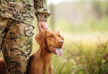 Legge sul maltrattamento animale, la decisione del Senato legge sul maltrattamento animale