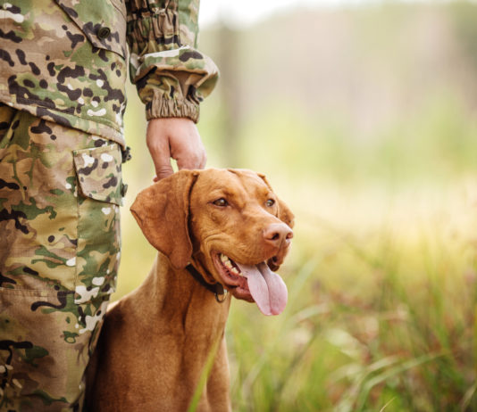 Legge sul maltrattamento animale, la decisione del Senato legge sul maltrattamento animale