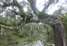 Sardegna: il santuario della beccaccia Santuario della beccaccia