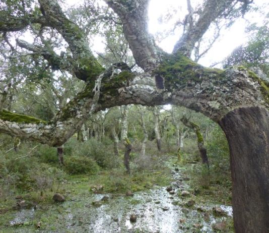 Sardegna: il santuario della beccaccia Santuario della beccaccia