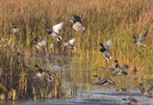 La caccia da appostamento temporaneo agli anatidi caccia agli anatidi