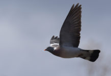 Approvato il calendario venatorio del Veneto 2019/2020 Approvato il calendario venatorio del Veneto 20192020