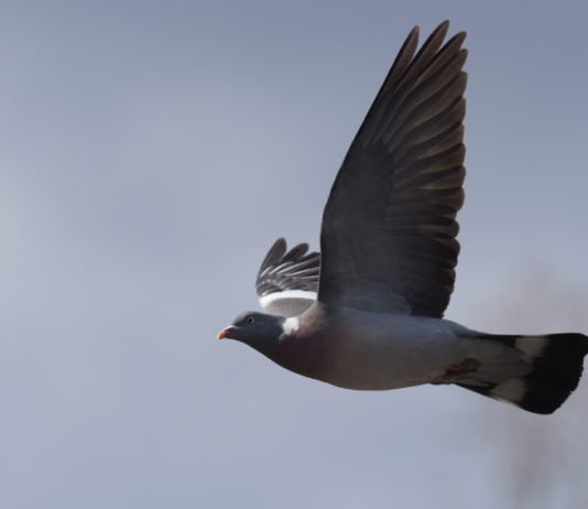 Approvato il calendario venatorio del Veneto 2019/2020 Approvato il calendario venatorio del Veneto 20192020