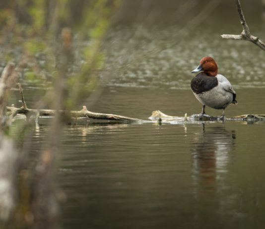 Caccia a moriglione e pavoncella, la lettera dei cacciatori alle Regioni Caccia a moriglione e pavoncella: moriglione in ambiente naturale