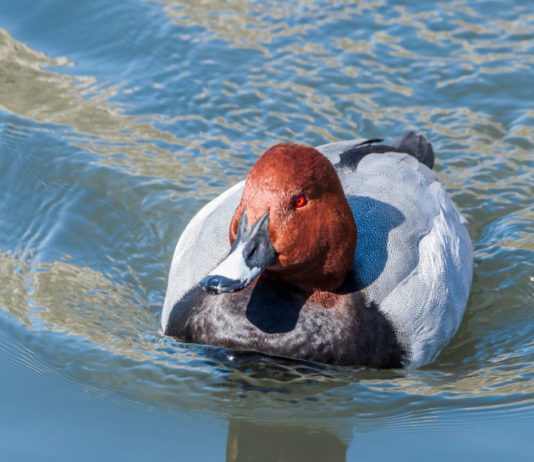 Caccia a moriglione e pavoncella, la decisione del ministero caccia a moriglione e pavoncella ministero ambiente