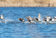 Caccia a moriglione e pavoncella, la soddisfazione di Federcaccia dopo la decisione delle Regioni Caccia a moriglione e pavoncella, la soddisfazione di Federcaccia dopo la decisione delle Regioni