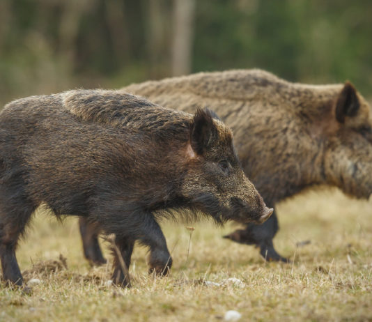 Caccia al cinghiale in Liguria, si valuta cambio periodo Caccia al cinghiale in Liguria: due cinghiali di profilo