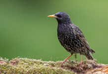 Caccia in deroga allo storno, ok della Lombardia Caccia in deroga allo storno, ok della Lombardia