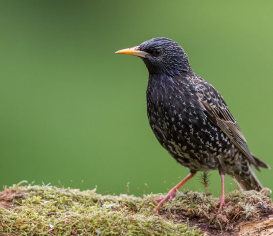 Caccia in deroga allo storno, ok della Lombardia Caccia in deroga allo storno, ok della Lombardia