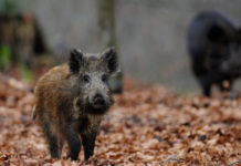 Caccia in tv: ecco le novità di Sky nel mese di luglio cinghiale nel bosco: caccia in tv sky luglio 2019