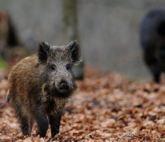 Caccia in tv: ecco le novità di Sky nel mese di luglio cinghiale nel bosco: caccia in tv sky luglio 2019