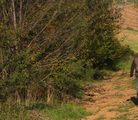 Calendario venatorio della Toscana: le anticipazioni della Cct calendario venatorio della Toscana: cacciatore di spalle sulle colline toscane