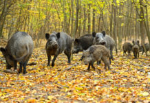Cinghiali abbattuti in Lombardia, ecco i numeri Cinghiali abbattuti in Lombardia: nove cinghiali nel bosco