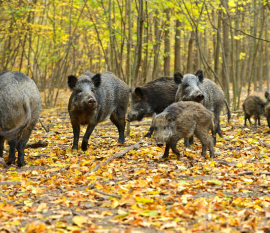 Cinghiali abbattuti in Lombardia, ecco i numeri Cinghiali abbattuti in Lombardia: nove cinghiali nel bosco