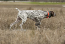 Collari acustici per cani, il parere del ministero della Salute collari acustici per cani, setter in primo piano