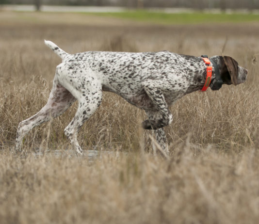 Collari acustici per cani, il parere del ministero della Salute collari acustici per cani, setter in primo piano