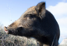 Controllo del cinghiale, la nuova situazione nei Siti di importanza comunitaria torinesi Controllo del cinghiale, la nuova situazione nei Siti di importanza comunitaria torinesi