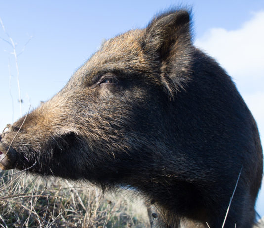 Controllo del cinghiale, la nuova situazione nei Siti di importanza comunitaria torinesi Controllo del cinghiale, la nuova situazione nei Siti di importanza comunitaria torinesi