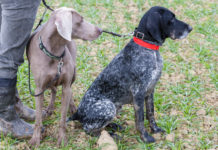 Ddl sul maltrattamento animale, la proposta sulle audizioni Ddl sul maltrattamento animale, la proposta sulle audizioni