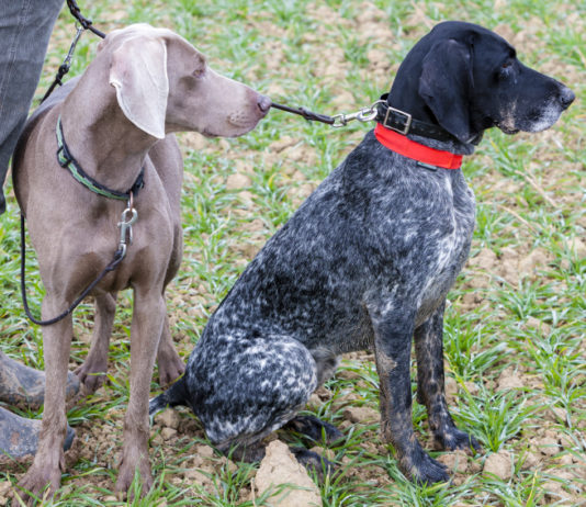 Ddl sul maltrattamento animale, la proposta sulle audizioni Ddl sul maltrattamento animale, la proposta sulle audizioni