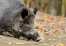 Federcaccia Emilia Romagna su braccata e caccia di selezione al cinghiale caccia di selezione al cinghiale