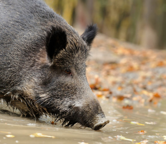 Federcaccia Emilia Romagna su braccata e caccia di selezione al cinghiale caccia di selezione al cinghiale