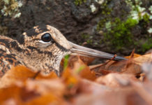 Key Concept sulla migratoria, fissata riunione internazionale Key Concept sulla migratoria: una beccaccia si mimetizza tra le foglie