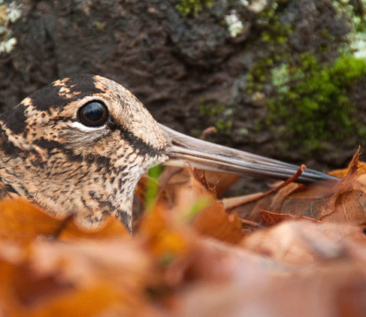 Key Concept sulla migratoria, fissata riunione internazionale Key Concept sulla migratoria: una beccaccia si mimetizza tra le foglie
