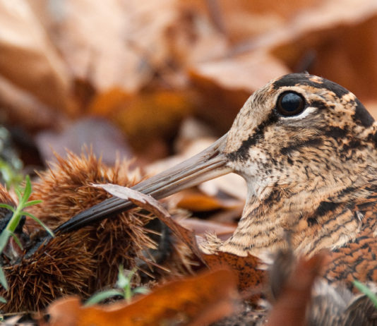 Key concept per la migratoria, “Ispra si arrocca” Key concept per la migratoria, beccaccia sotto un castagno