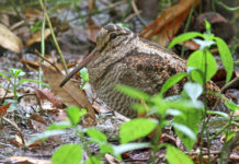 Nasce Chasseurs du Sud per i cacciatori del Mediterraneo beccaccia nel bosco: nasce Chasseurs du Sud per i cacciatori del Mediterraneo