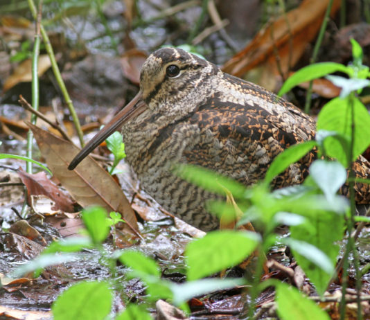 Nasce Chasseurs du Sud per i cacciatori del Mediterraneo beccaccia nel bosco: nasce Chasseurs du Sud per i cacciatori del Mediterraneo