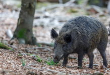Nasce il coordinamento squadre cinghialai dell’Emilia Romagna Nasce il coordinamento squadre cinghialai dell’Emilia Romagna
