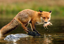Piano volpe, le tre modifiche della giunta dell’Emilia Romagna Piano volpe, le tre modifiche della giunta dell’Emilia Romagna
