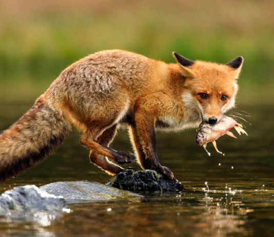 Piano volpe, le tre modifiche della giunta dell’Emilia Romagna Piano volpe, le tre modifiche della giunta dell’Emilia Romagna
