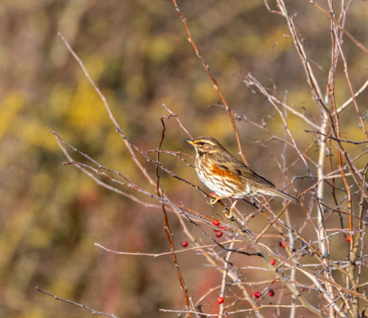 Più possibilità per chi caccia la migratoria da appostamento fisso in Lombardia migratoria da appostamento fisso in lombardia: tordo sassello su un albero spoglio