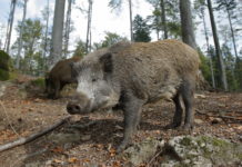 Proroga alla caccia di selezione ai cinghiali in Calabria caccia di selezione ai cinghiali in Calabria