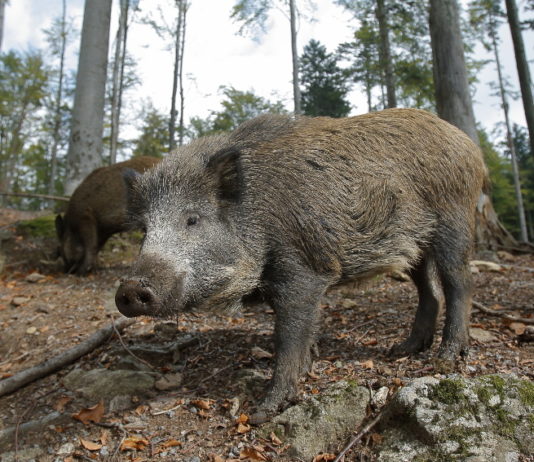 Proroga alla caccia di selezione ai cinghiali in Calabria caccia di selezione ai cinghiali in Calabria