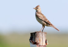 Specie cacciabili in Piemonte, la sentenza della Corte costituzionale Specie cacciabili in Piemonte: allodola su un tronco