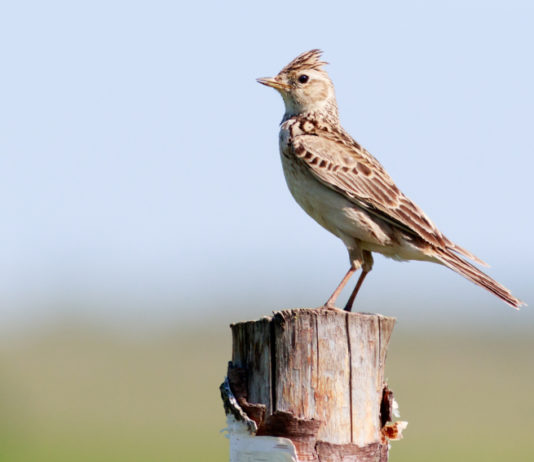 Specie cacciabili in Piemonte, la sentenza della Corte costituzionale Specie cacciabili in Piemonte: allodola su un tronco