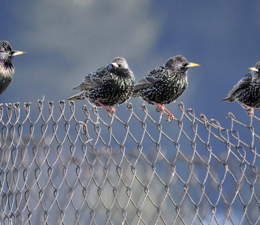 Sì alla caccia in deroga allo storno nelle Marche caccia in deroga allo storno nelle marche: quattro storni su una recinzione