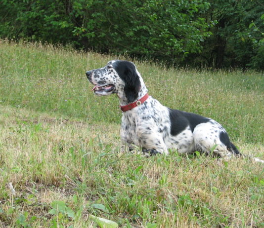 Ufficiale il calendario del Trofeo Saladini Pilastri 2019 calendario del trofeo saladini pilastri: setter inglese in un prato