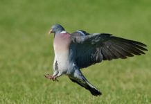 Verso la preapertura della caccia in Umbria Verso la preapertura della caccia in Umbria