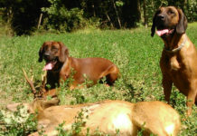 Caccia di selezione, da Lombardia regolamento per abilitazione accompagnatori e conduttori cani da traccia due cani da traccia dopo il recupero di un capriolo ferito durante la caccia di selezione