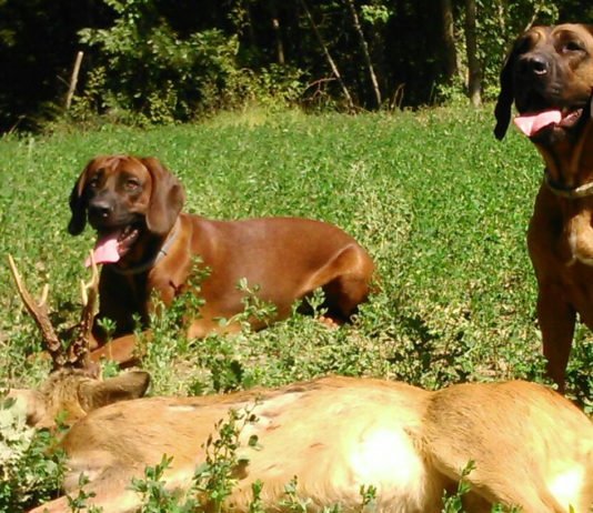 Caccia di selezione, da Lombardia regolamento per abilitazione accompagnatori e conduttori cani da traccia due cani da traccia dopo il recupero di un capriolo ferito durante la caccia di selezione