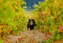 Dissuasori a ultrasuoni per ungulati dissuasori per ungulati